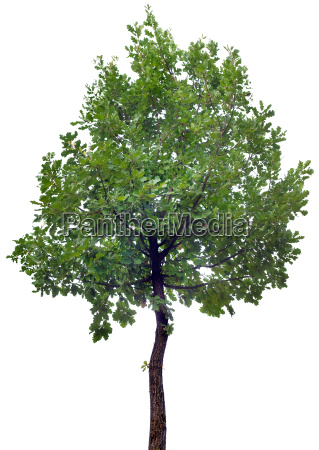 Detail Tree Cutout Nomer 35