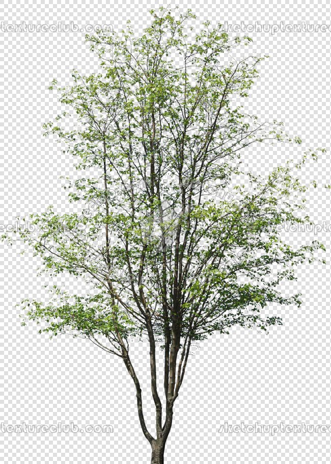 Detail Tree Cutout Nomer 37