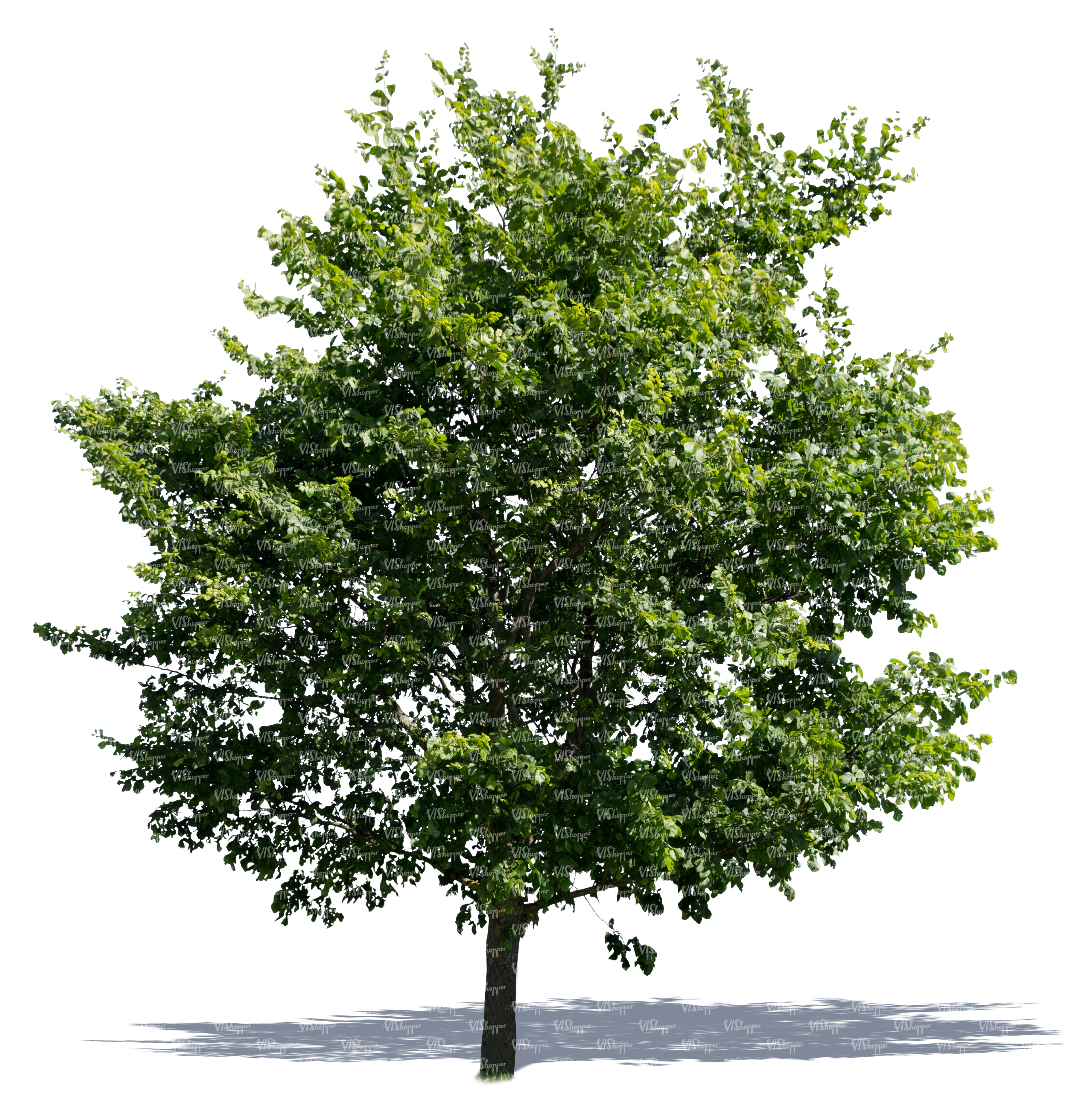 Detail Tree Cutout Nomer 40