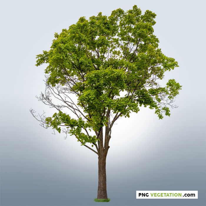 Detail Tree Cutout Nomer 41