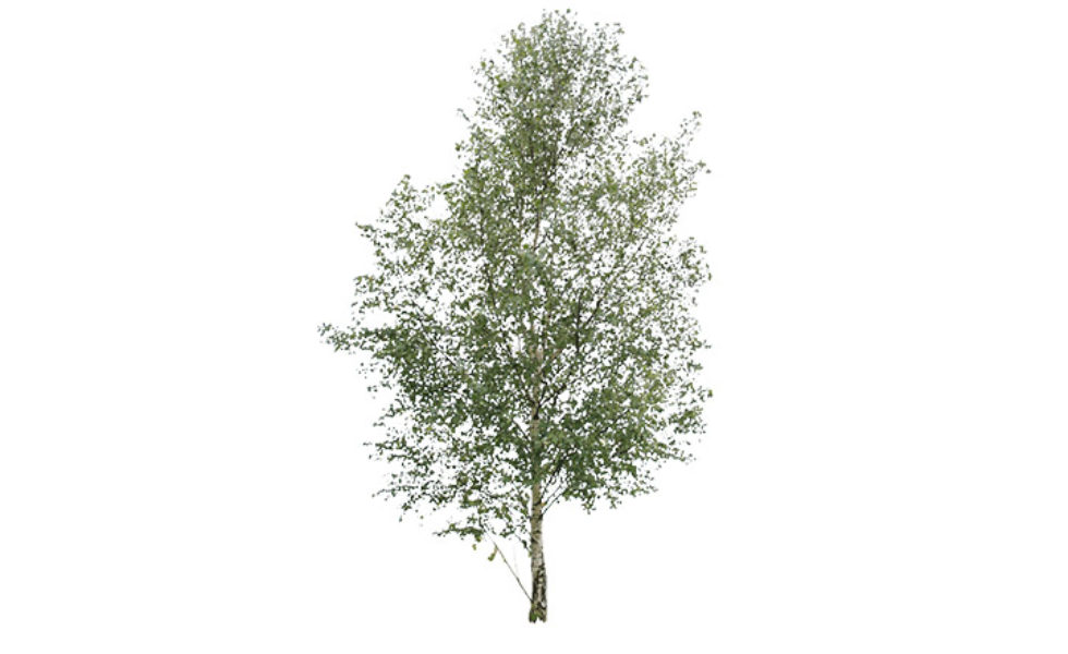 Detail Tree Cutout Nomer 43