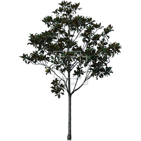 Detail Tree Cutout Nomer 46