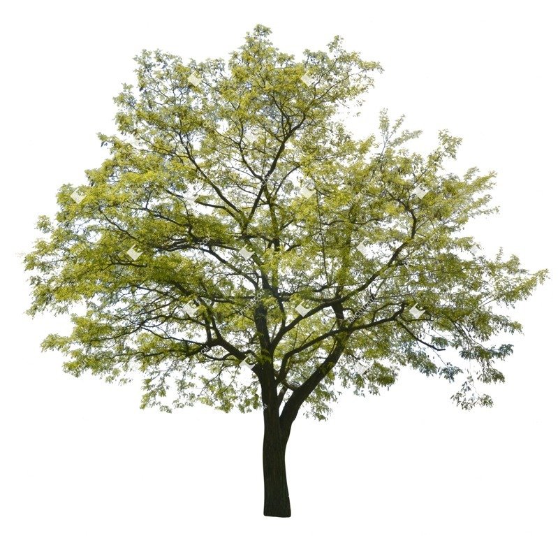 Detail Tree Cutout Nomer 50