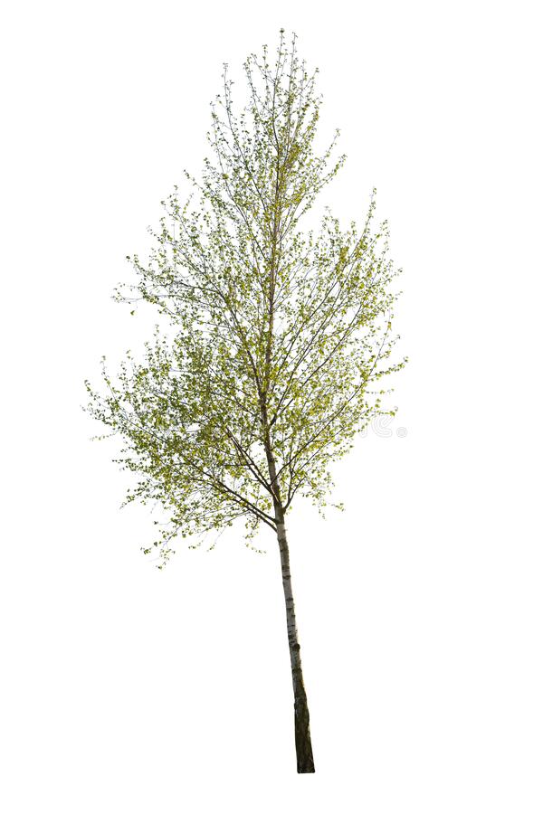 Detail Tree Cutout Nomer 52