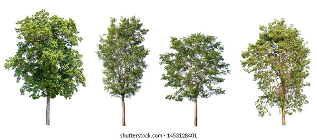 Detail Tree Cutout Nomer 53