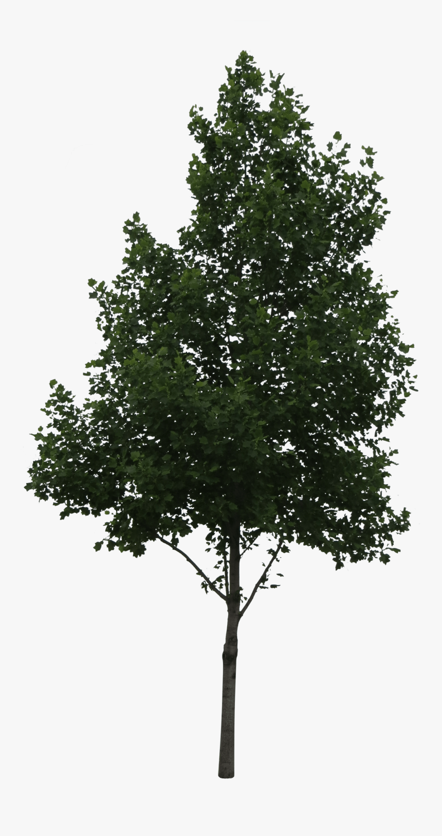 Tree Cutout Png - KibrisPDR