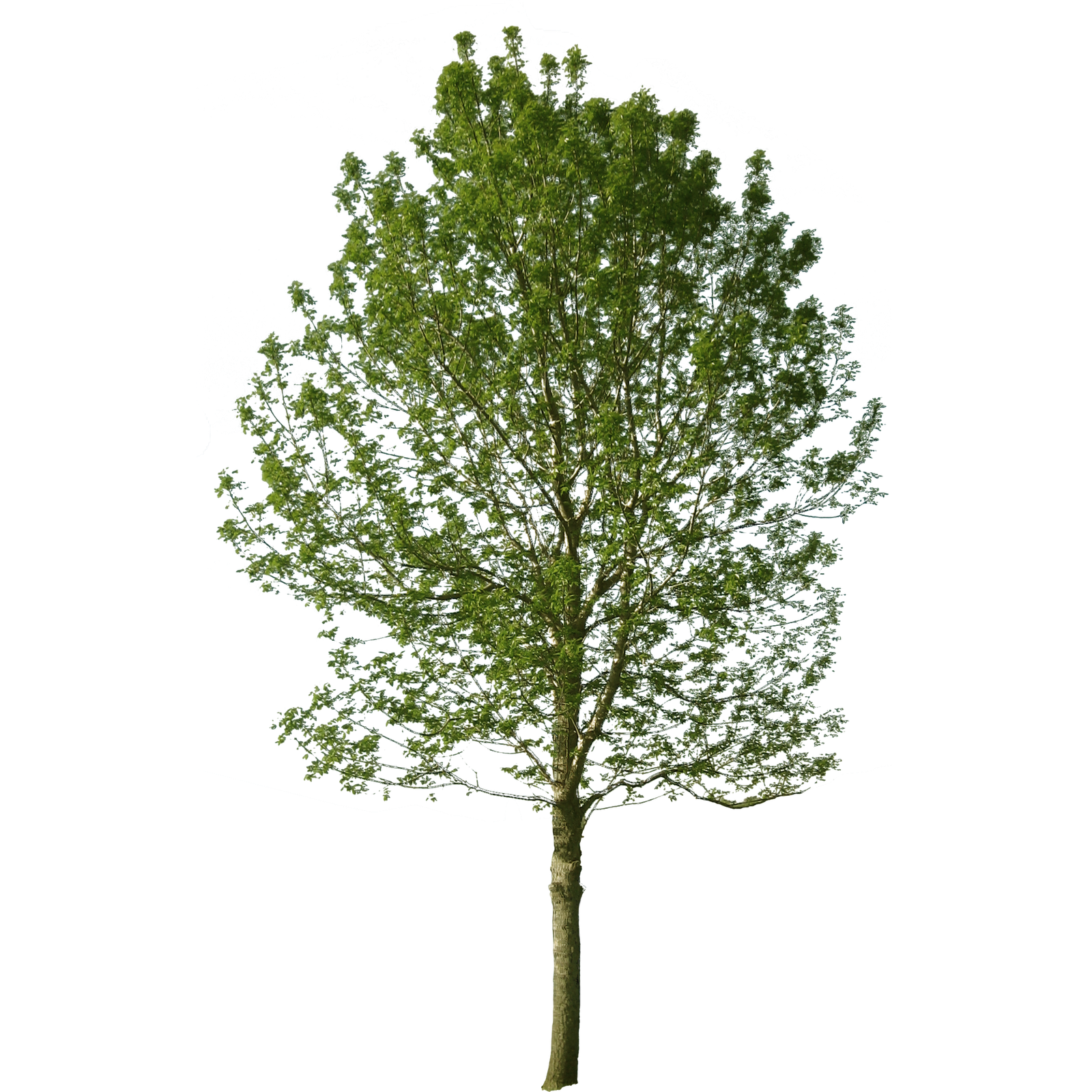 Detail Tree Cutout Png Nomer 14