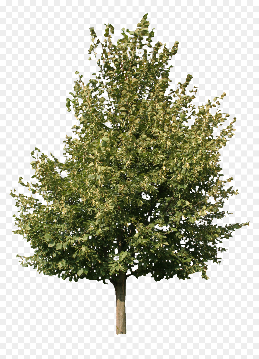 Detail Tree Cutout Png Nomer 15