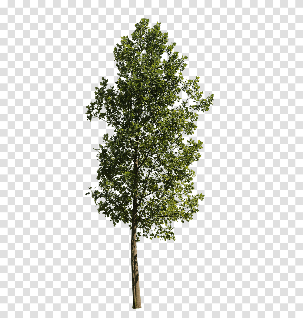 Detail Tree Cutout Png Nomer 16