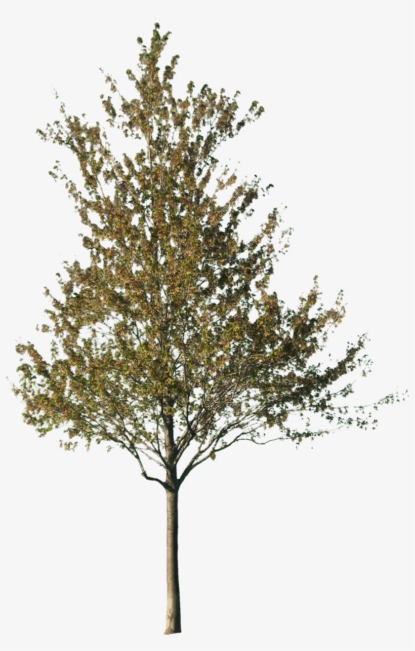 Detail Tree Cutout Png Nomer 17