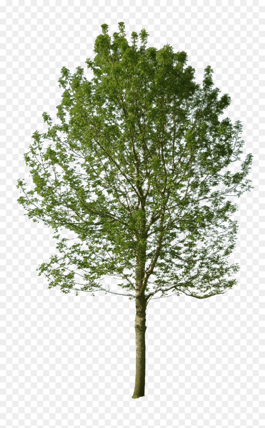 Detail Tree Cutout Png Nomer 19