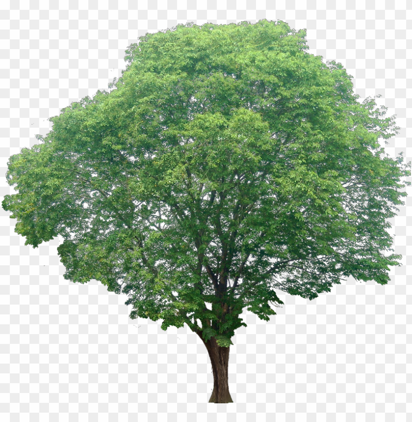Detail Tree Cutout Png Nomer 22