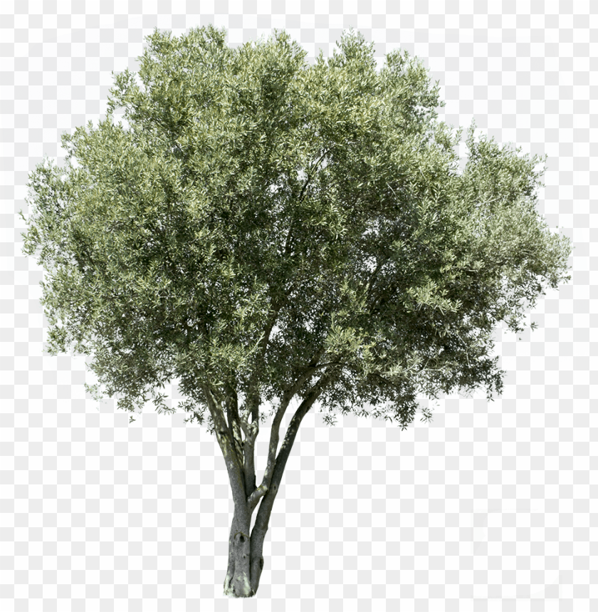 Detail Tree Cutout Png Nomer 25