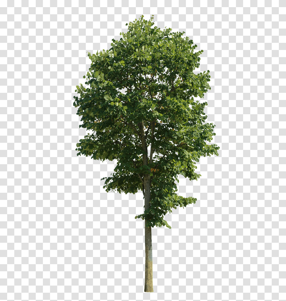 Detail Tree Cutout Png Nomer 26