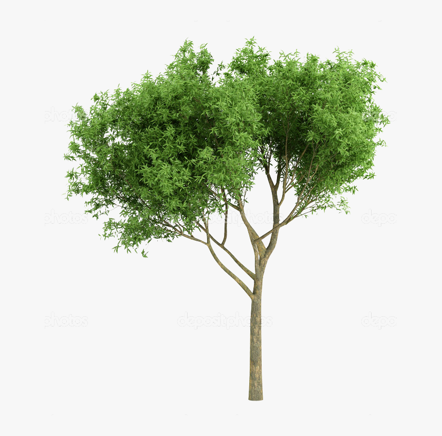 Detail Tree Cutout Png Nomer 29