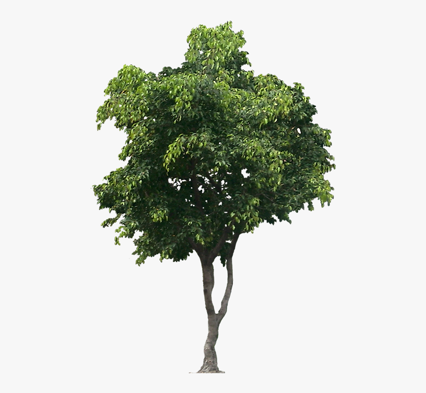 Detail Tree Cutout Png Nomer 30