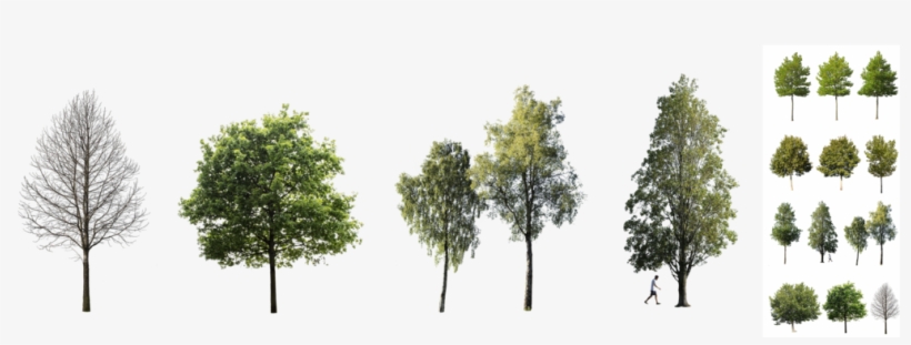 Detail Tree Cutout Png Nomer 31