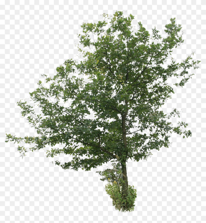 Detail Tree Cutout Png Nomer 32