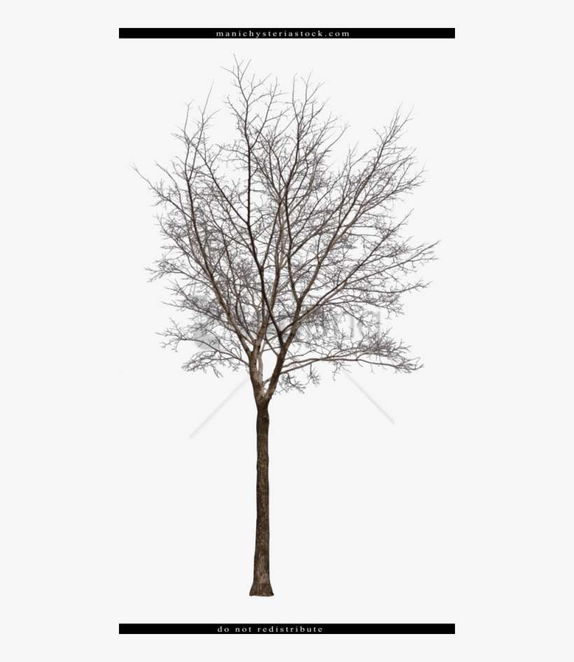 Detail Tree Cutout Png Nomer 34