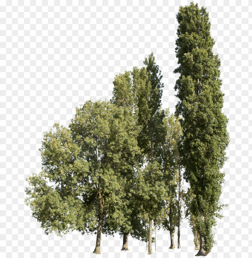 Detail Tree Cutout Png Nomer 35
