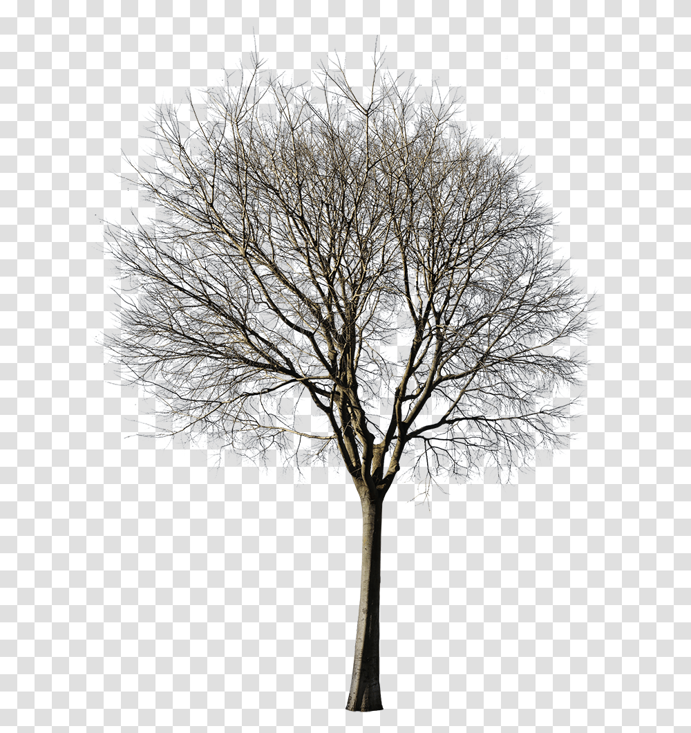 Detail Tree Cutout Png Nomer 37
