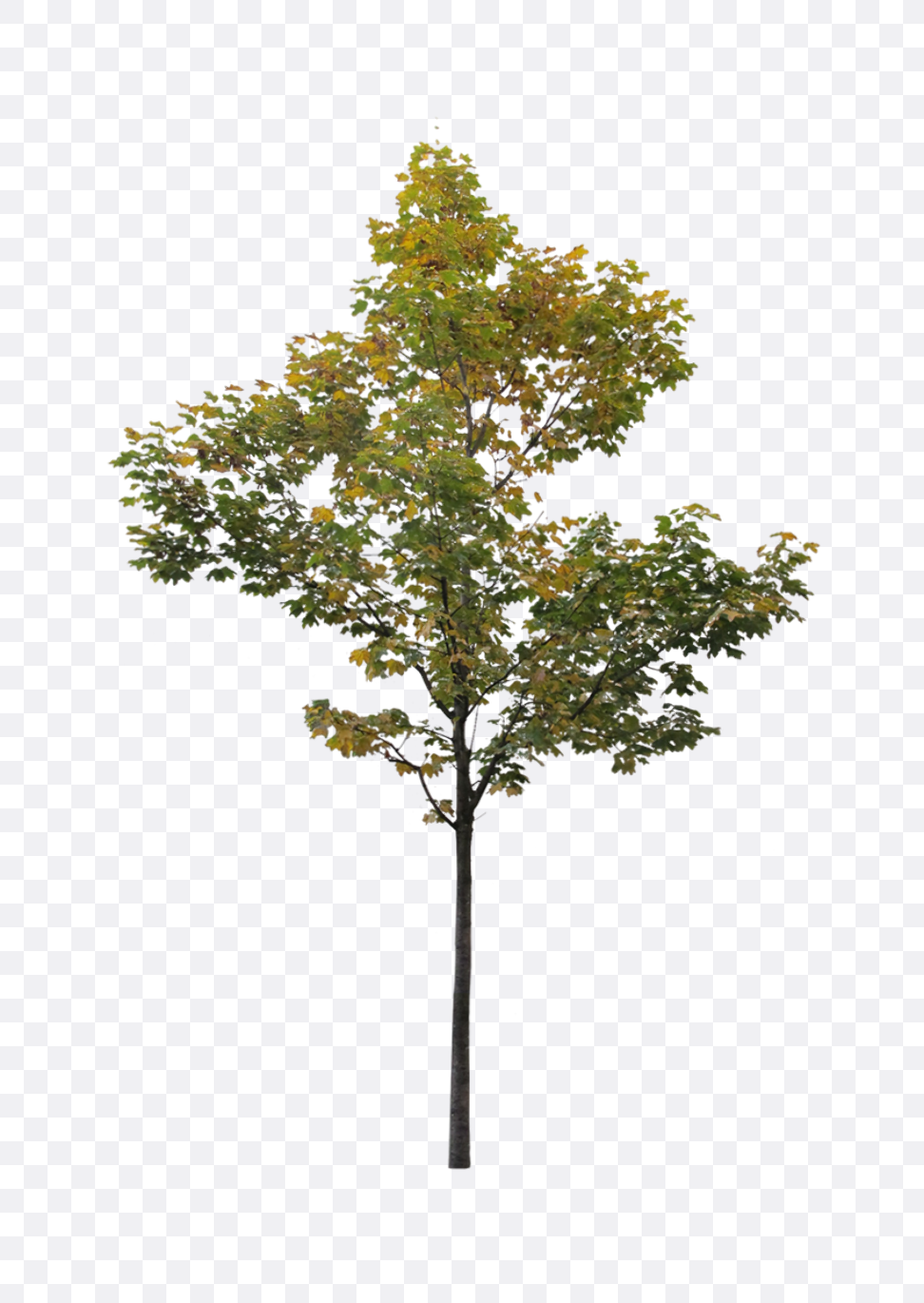 Detail Tree Cutout Png Nomer 38