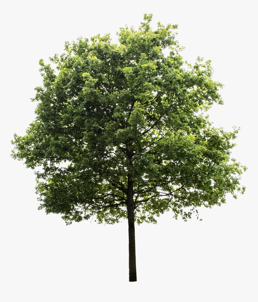 Detail Tree Cutout Png Nomer 5