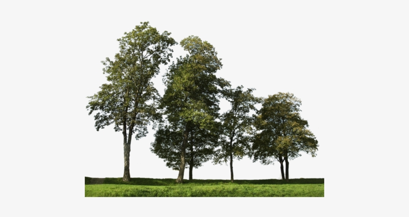 Detail Tree Cutout Png Nomer 39