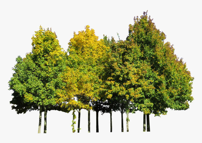 Detail Tree Cutout Png Nomer 40