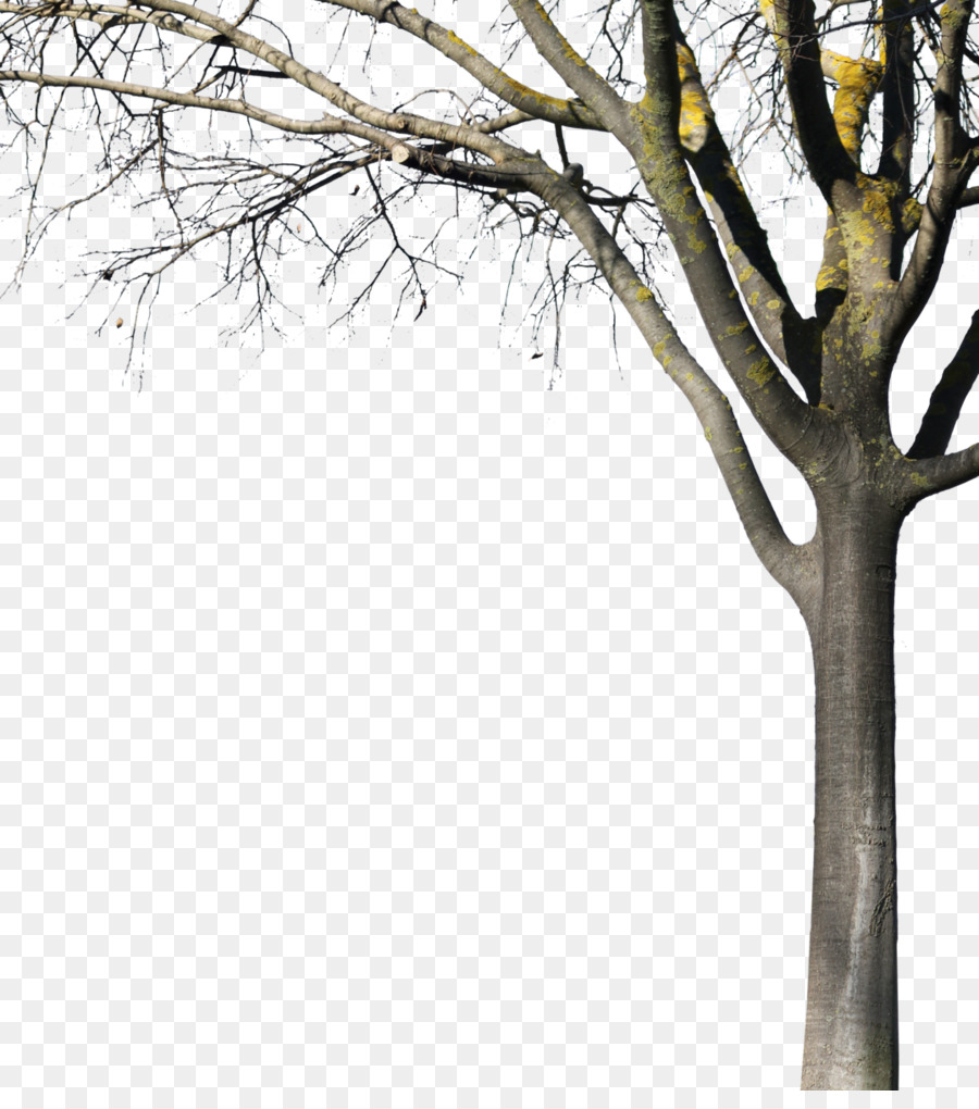 Detail Tree Cutout Png Nomer 41