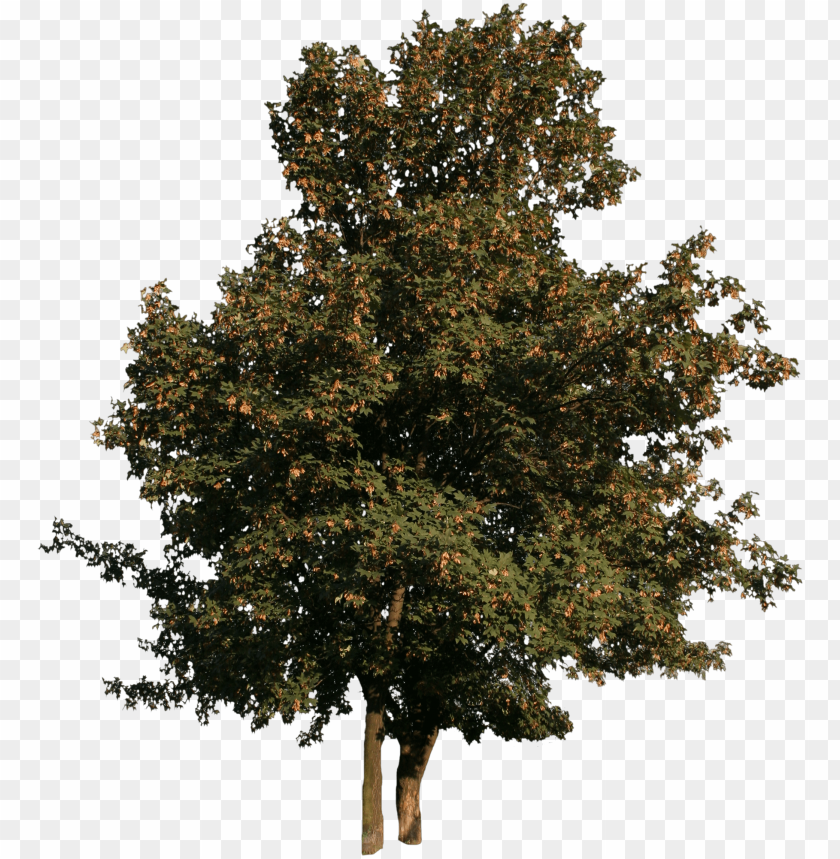 Detail Tree Cutout Png Nomer 42
