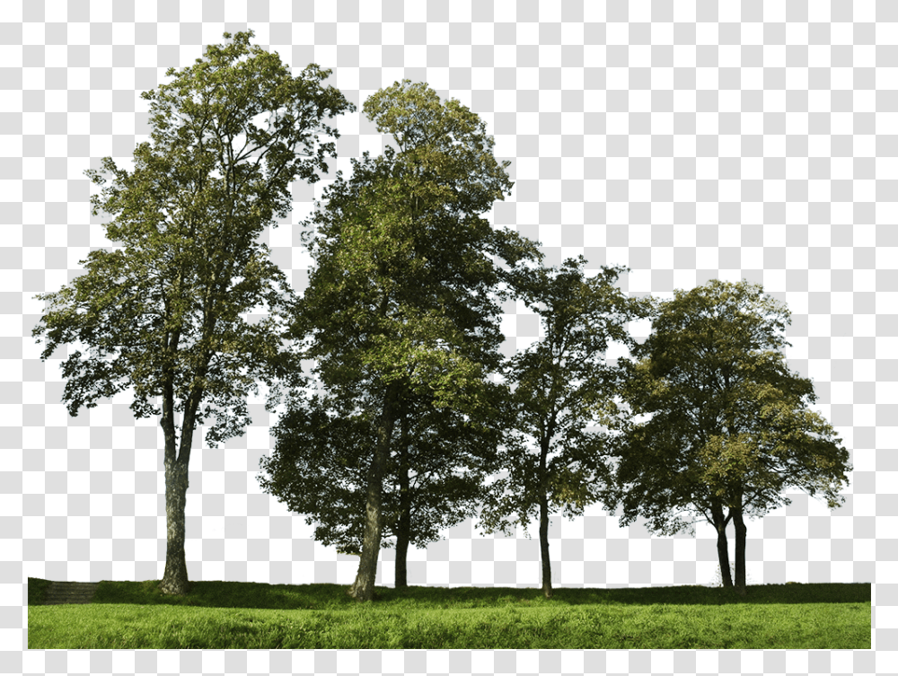 Detail Tree Cutout Png Nomer 43