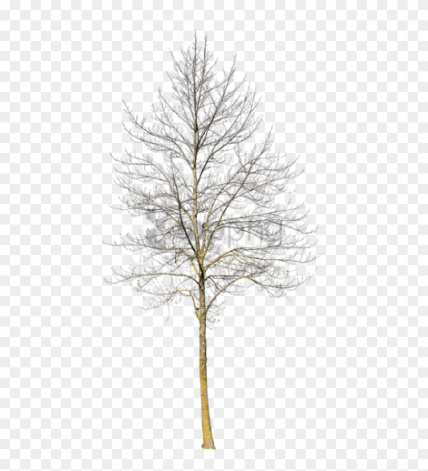 Detail Tree Cutout Png Nomer 45