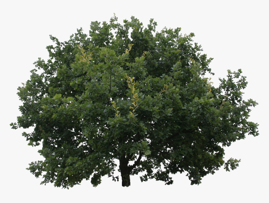 Detail Tree Cutout Png Nomer 46