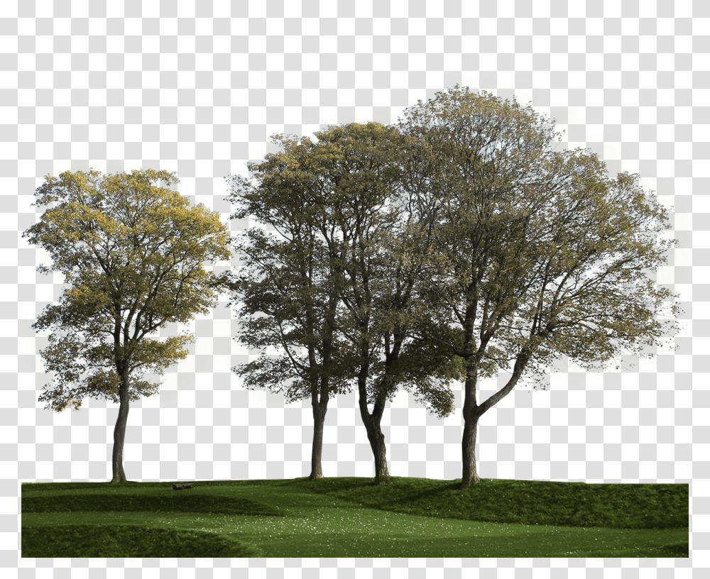 Detail Tree Cutout Png Nomer 47