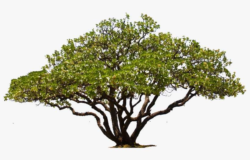 Detail Tree Cutout Png Nomer 48