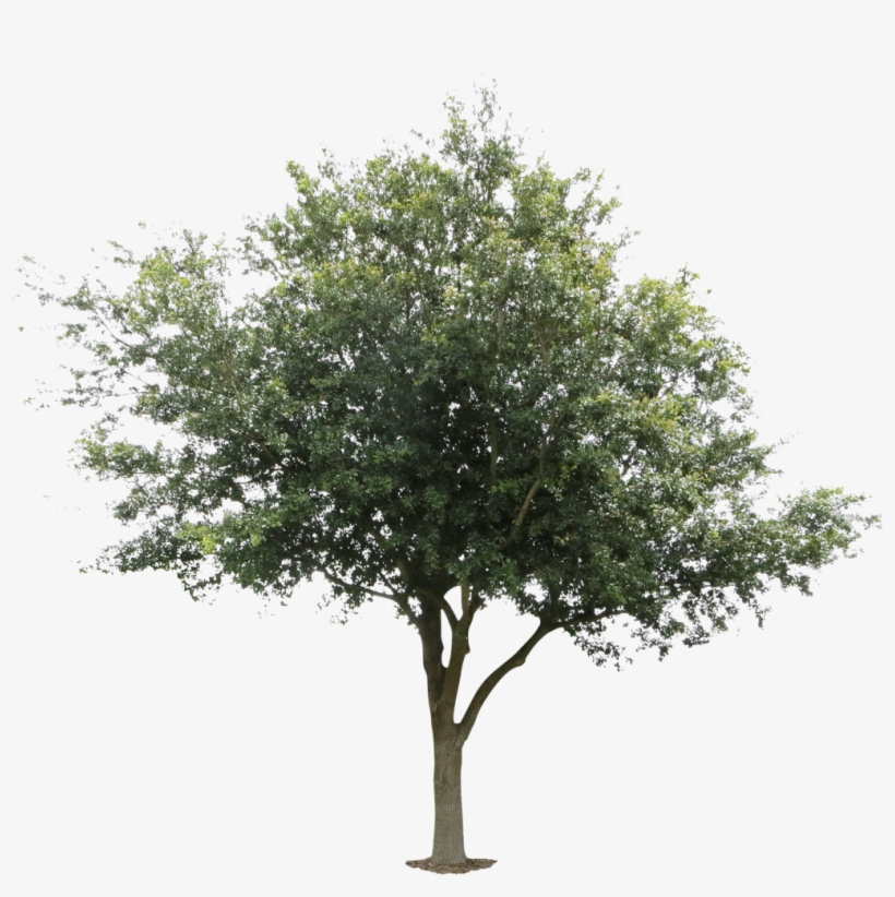 Detail Tree Cutout Png Nomer 49