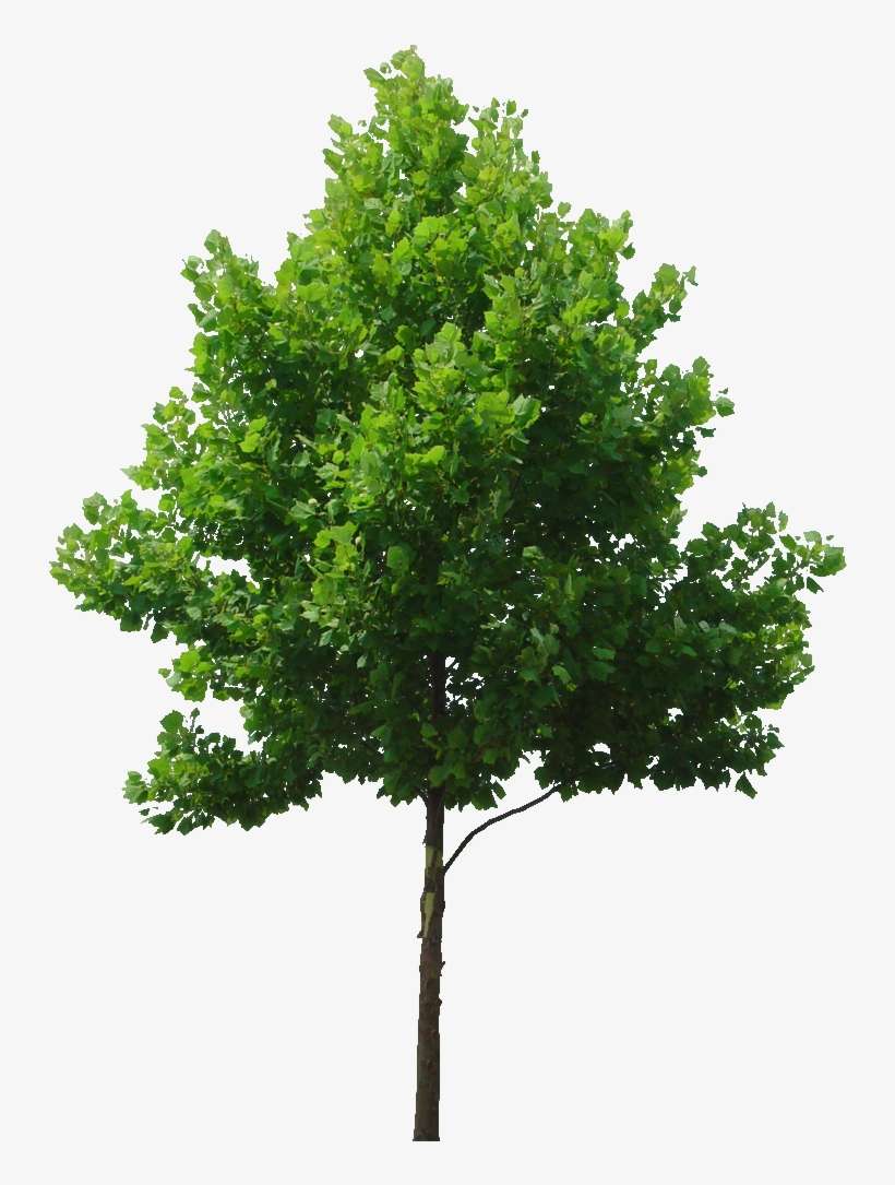 Detail Tree Cutout Png Nomer 50