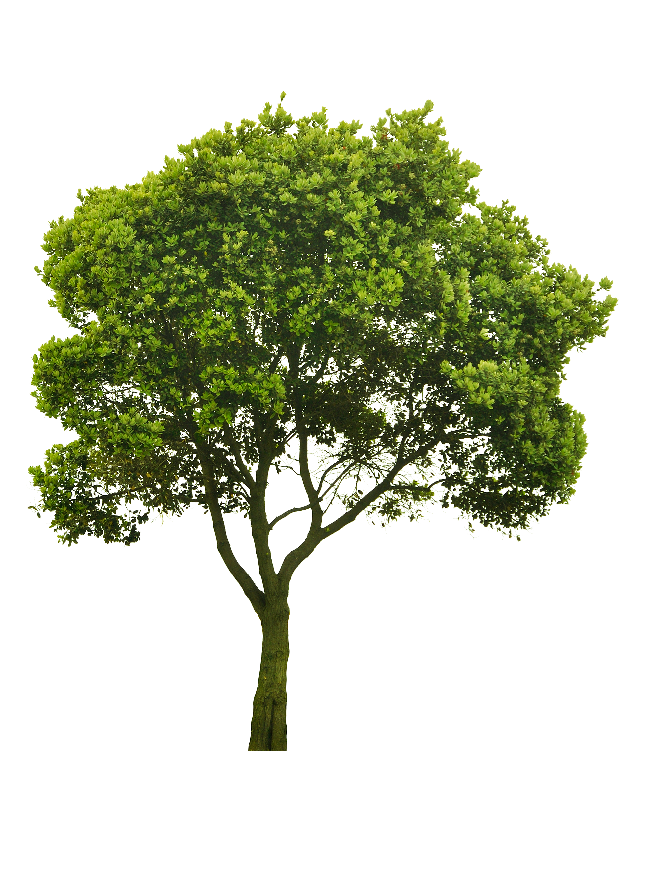 Detail Tree Cutout Png Nomer 51