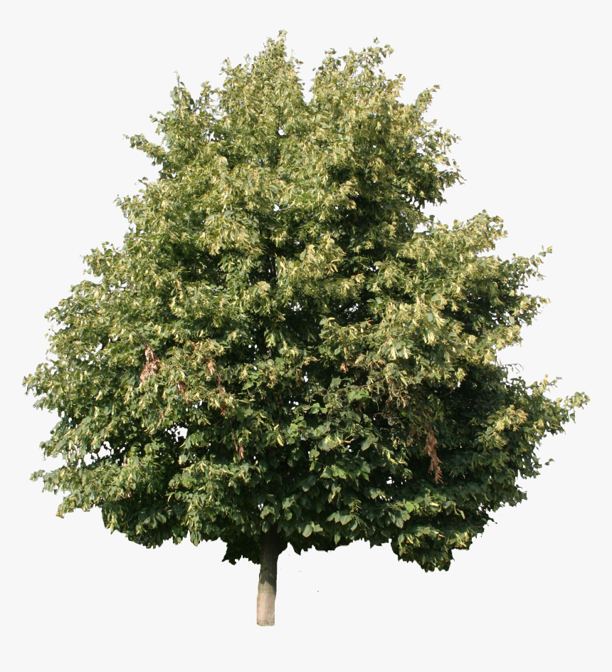 Detail Tree Cutout Png Nomer 54