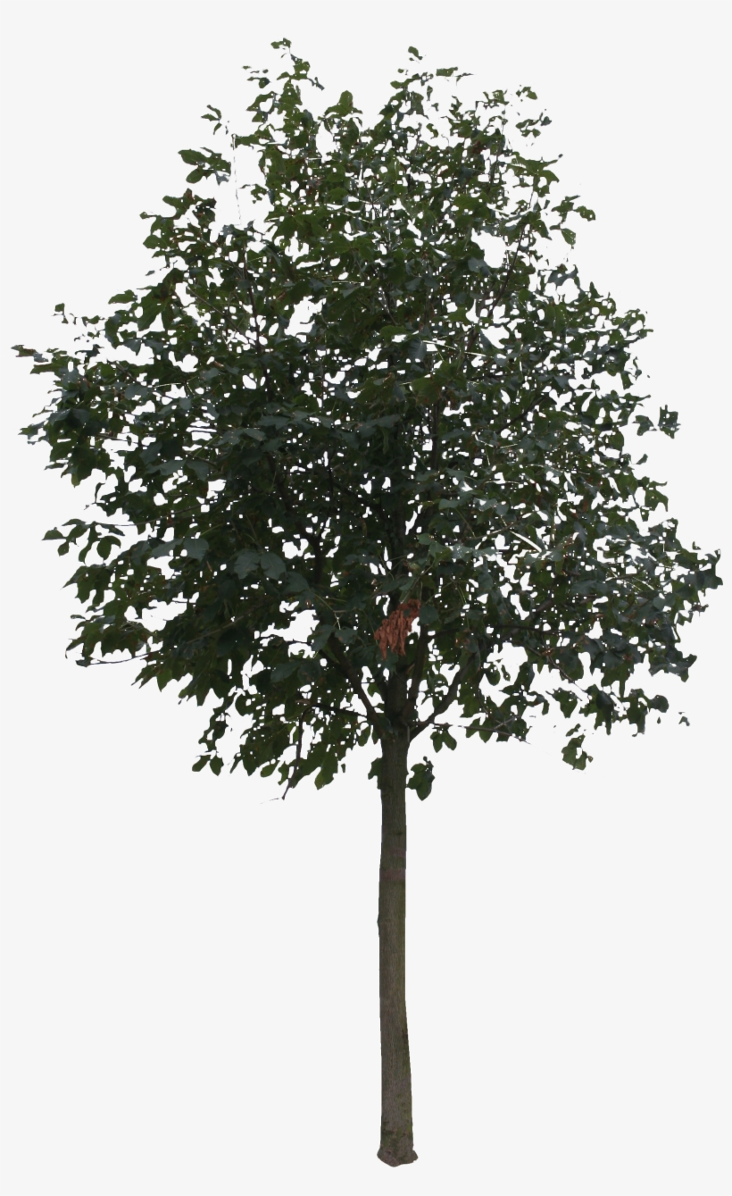 Detail Tree Cutout Png Nomer 55
