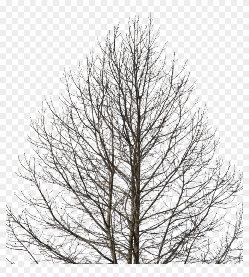 Detail Tree Cutout Png Nomer 56