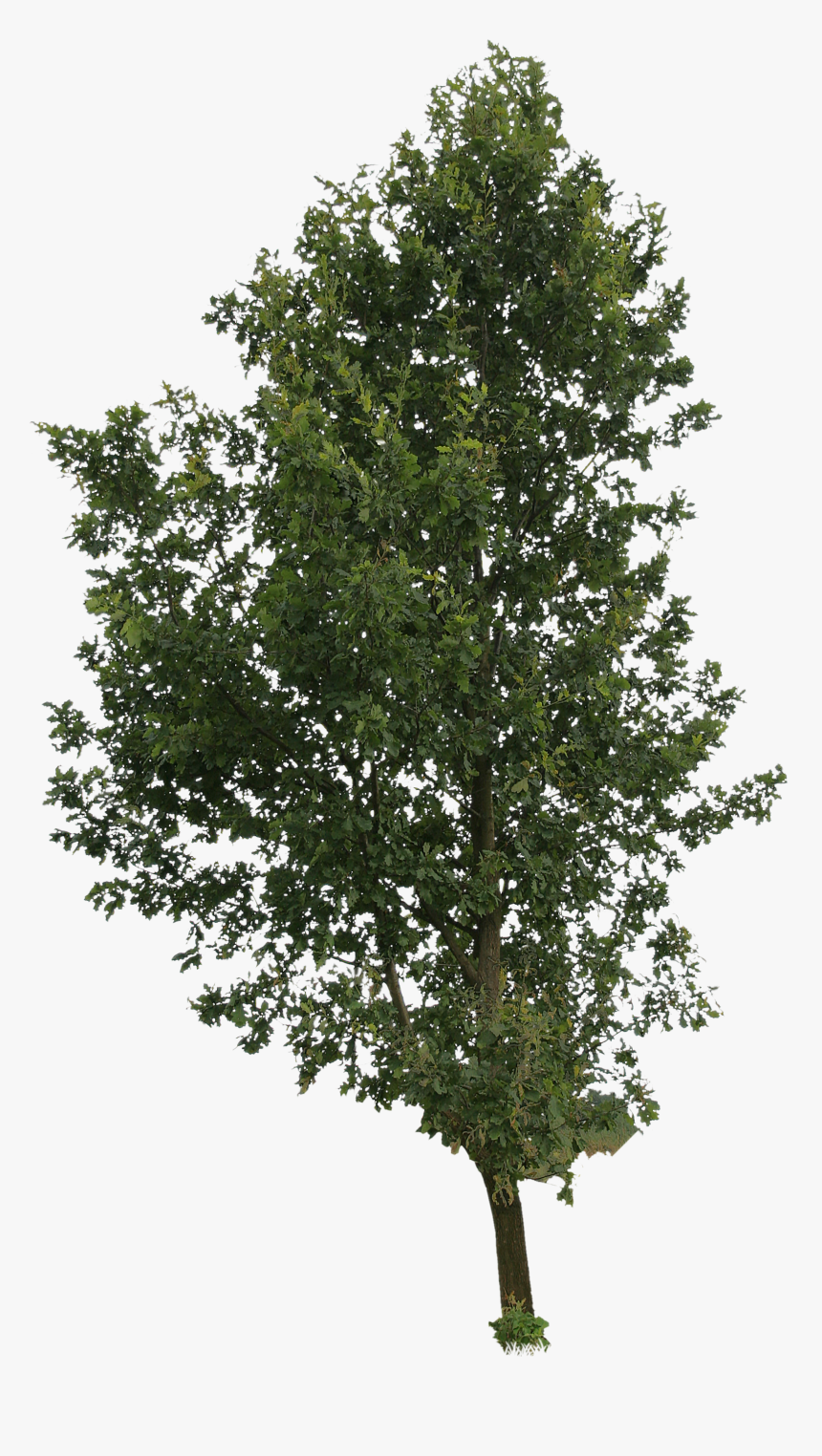 Detail Tree Cutout Png Nomer 8