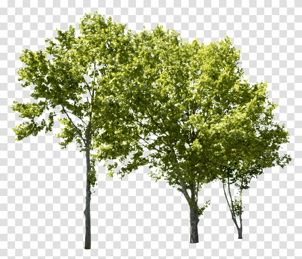 Detail Tree Cutout Png Nomer 9
