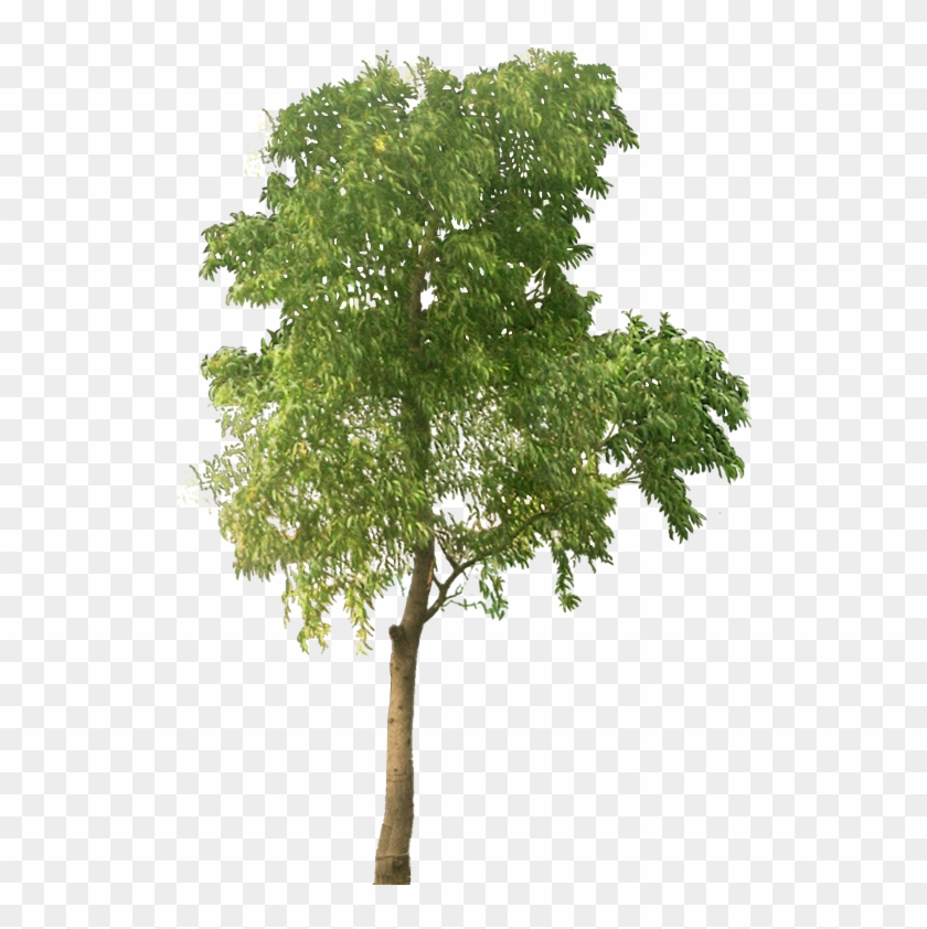 Detail Tree Cutout Png Nomer 10