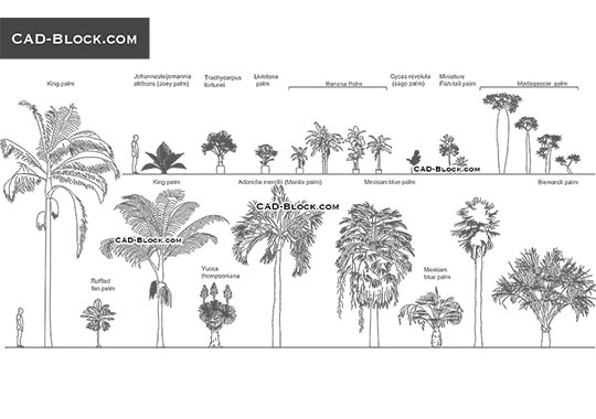 Detail Tree Download Nomer 43