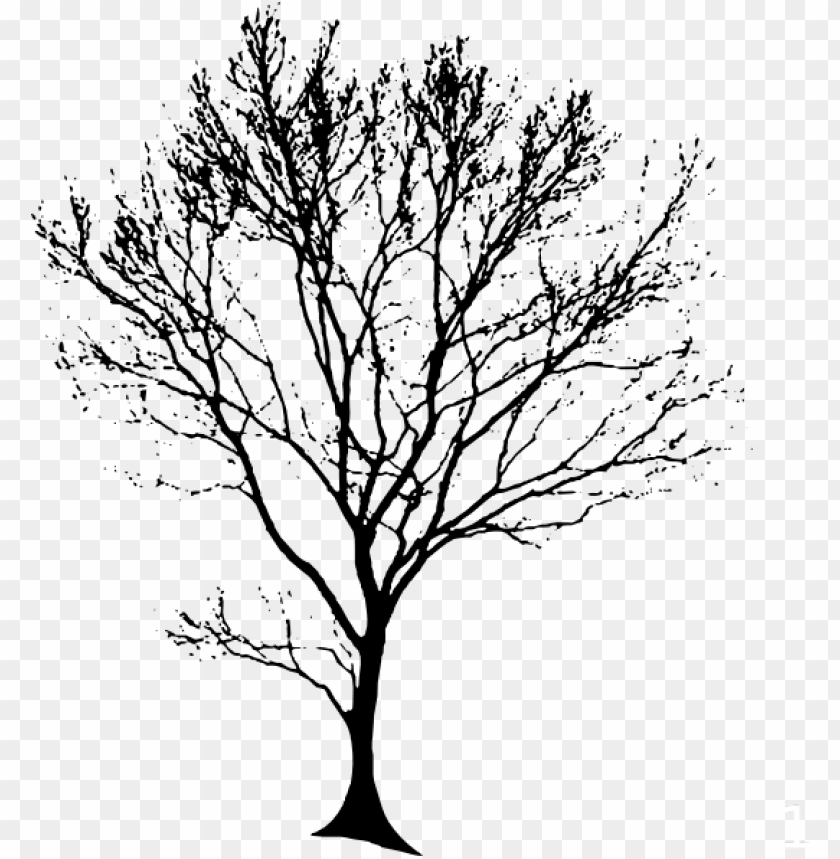 Detail Tree Drawing Png Nomer 16