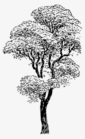 Detail Tree Drawing Png Nomer 26