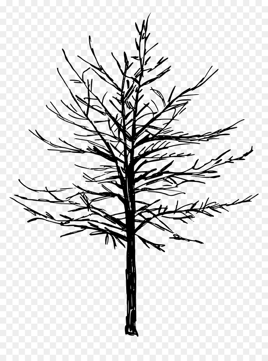 Detail Tree Drawing Png Nomer 28