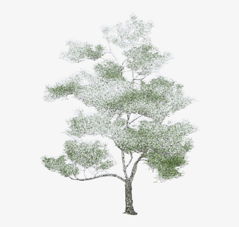 Detail Tree Drawing Png Nomer 31